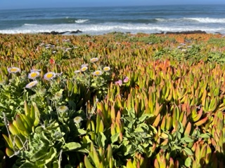 seaside daisies among ice plant